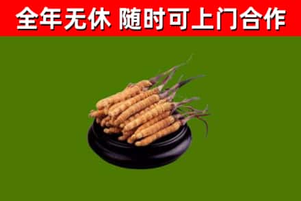 赣榆区烟酒回收冬虫夏草.jpg